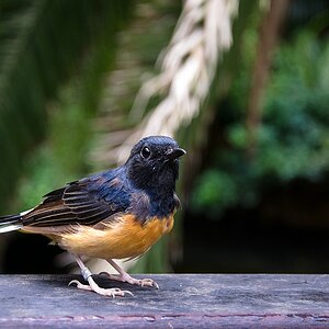 Teneriffa DSC 3487