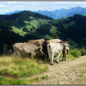 Die wilde Horde am Wegesrand