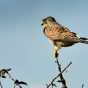 DSC 7494 Falke b 1000 2