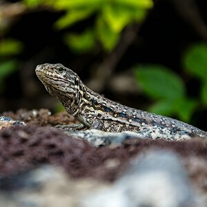 Teneriffa DSC 4475