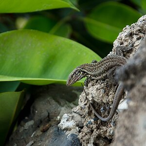 Teneriffa DSC 4482