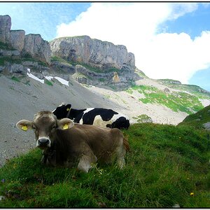 Bergkühe am Hohen Ifen (die sind bestimmt glücklich!)