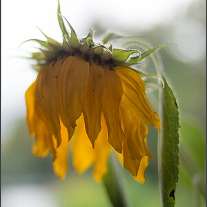 Sonnenblume verwelkt
