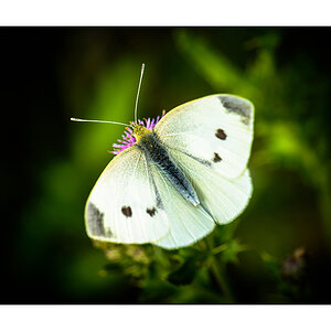 Kleiner Kohlweißling (Pieris rapae)