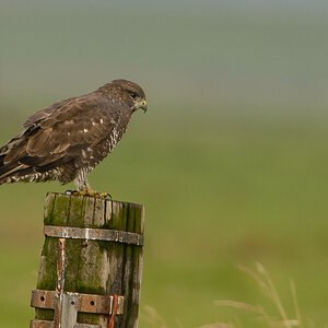 Bussard