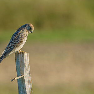 Turmfalke