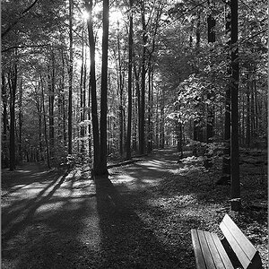 wald im gegenlicht sw