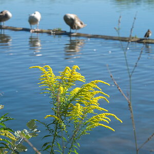 Wöhrder See