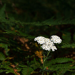 im wald