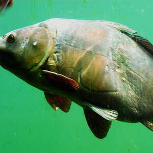 FischImFlpferdbecken 0078 110529 1024