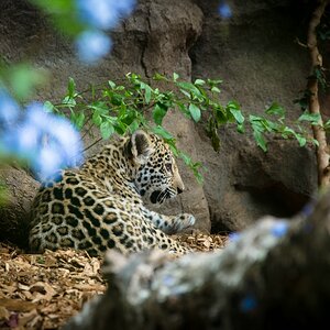 Teneriffa DSC 3527