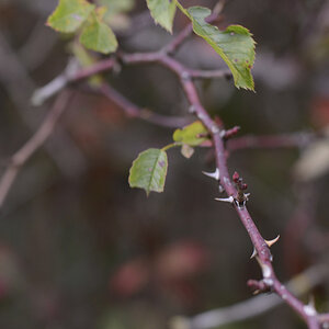 Fall Colors 2012.2
