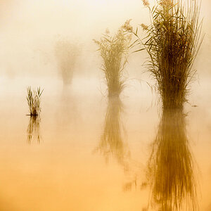 nebel