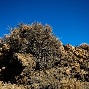 Teneriffa DSC 3952