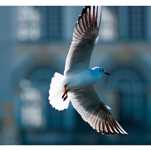 Möwe 3