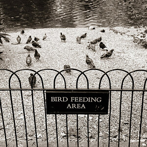 bird feeding area