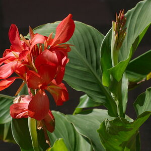 Canna "Salomon Lachs"