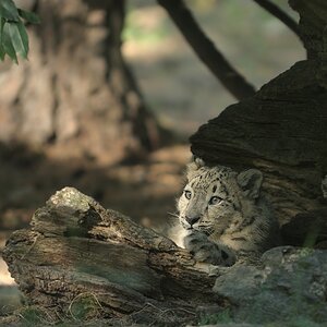 Schneeleopardenjunges
Tiergarten Nürnberg