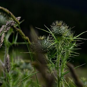 Distel 043