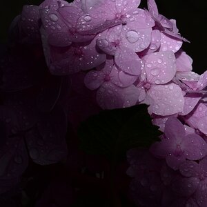 Hortensie