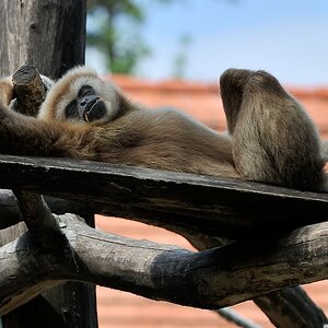Weißhandgibbon