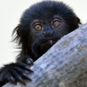 Springtamarin