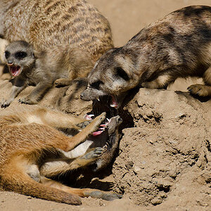 Erdmännchen