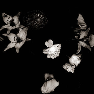 scharfe rose SW