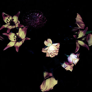 scharfe rose