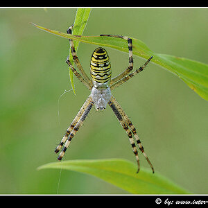 wespenspinne oder zebraspinne