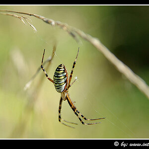 Wespenspinne oder Zebraspinne