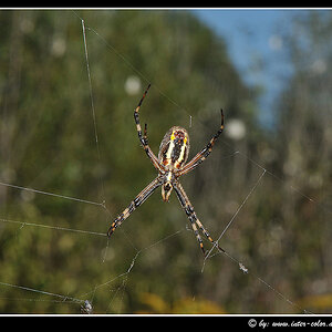 Zebraspinne oder Wespenspinne