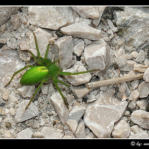 gruene huschspinne