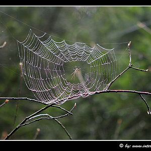 spinnennetz