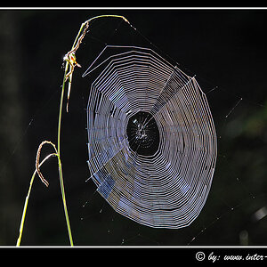 spinnennetz