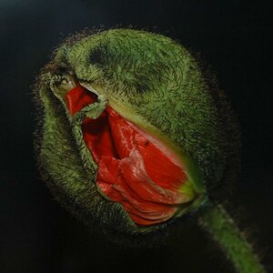 Mohn 001