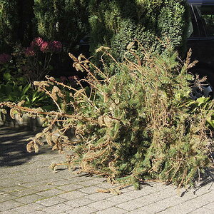 Weihnachtsbaum