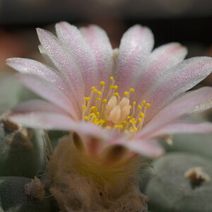 x Lophophora williamsii