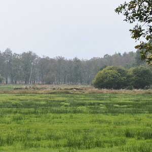 Herbstwiese2