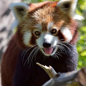 Kleiner Panda