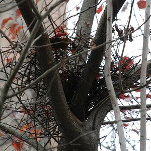 vogelnest