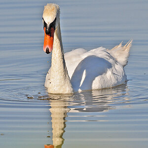 DSC 6311 Schwan 1000