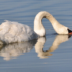 DSC 6315 Schwan 1000