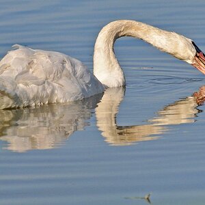DSC 6314 Schwan 1000