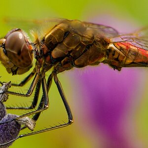 Libelle