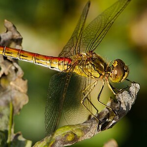 Libelle 2