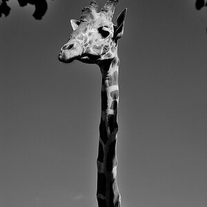 giraffe SW