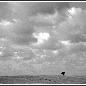 Feld Berlin bw  D7K2869