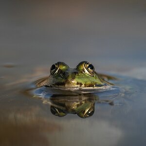 Frosch DSC 1556