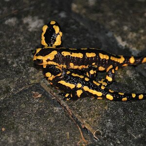 Es liebten sich zwei Salamander -
sie schmiegten sich so aneinander
auf der Veranda.

So sah´s für den Betrachter aus:
unten lag Dieter
und oben der K